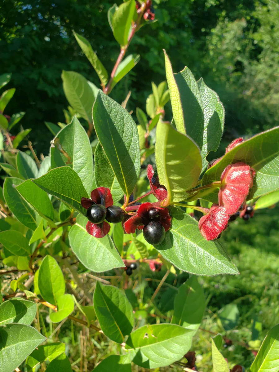 Black-Twinberry3